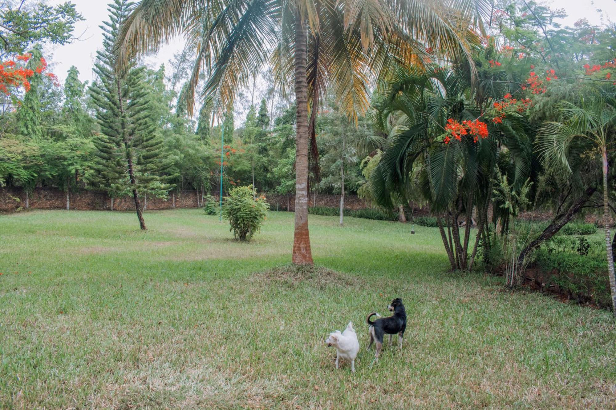 Kijani Cottages In Diani 迪亚尼海滩 外观 照片
